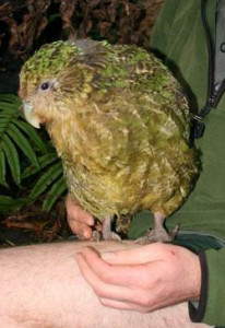 Kakapo wo Darel